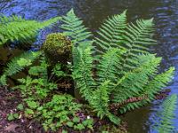 Farne und Pflock am Mühlbach Ufer